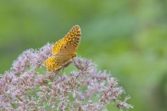 Great Spangled Fritillary, Speyeria cybele