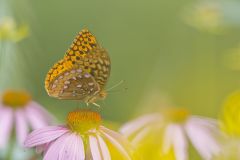 Great Spangled Fritillary, Speyeria cybele