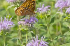 Great Spangled Fritillary, Speyeria cybele