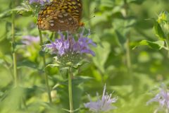 Great Spangled Fritillary, Speyeria cybele