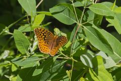 Great Spangled Fritillary, Speyeria cybele