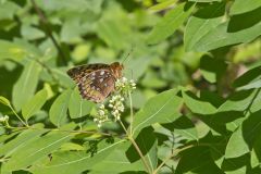 Great Spangled Fritillary, Speyeria cybele