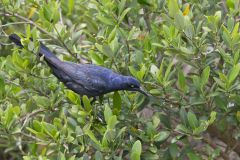 Great-tailed Grackle, Quiscalus mexicanus