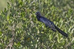 Great-tailed Grackle, Quiscalus mexicanus