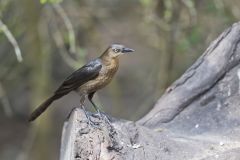 Great-tailed Grackle, Quiscalus mexicanus