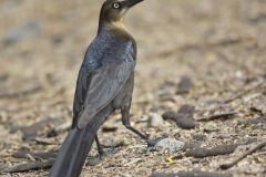 Great-tailed Grackle, Quiscalus mexicanus