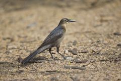 Great-tailed Grackle, Quiscalus mexicanus