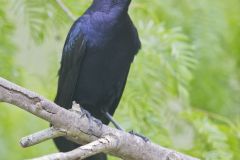 Great-tailed Grackle, Quiscalus mexicanus
