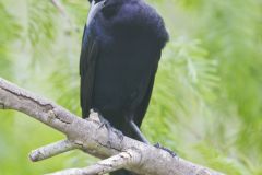 Great-tailed Grackle, Quiscalus mexicanus