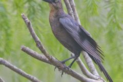 Great-tailed Grackle, Quiscalus mexicanus