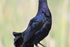 Great-tailed Grackle, Quiscalus mexicanus