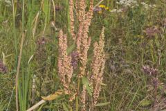 Great Water Dock, Rumex britannica