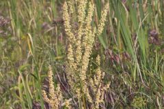 Great Water Dock, Rumex britannica