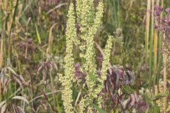 Great Water Dock, Rumex britannica