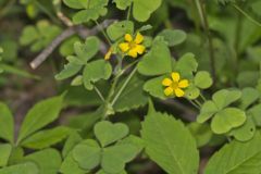 Great Yellow Woodsorrel, Oxalis grandis