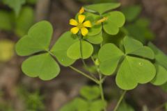 Great Yellow Woodsorrel, Oxalis grandis