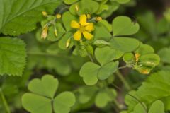 Great Yellow Woodsorrel, Oxalis grandis