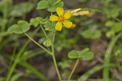 Great Yellow Woodsorrel, Oxalis grandis