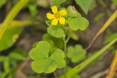 Great Yellow Woodsorrel, Oxalis grandis