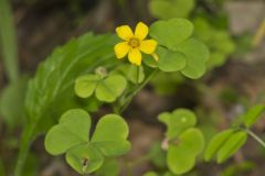 Great Yellow Woodsorrel, Oxalis grandis