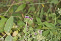 Greater burdock, Arctium lappa