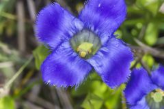 Greater Fringed Gentian, Gentianopsis crinita