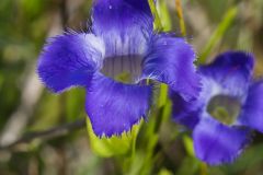 Greater Fringed Gentian, Gentianopsis crinita