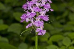 Greater Purple-fringed Orchid, Platanthera grandiflora