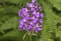 Greater Purple-fringed Orchid, Platanthera grandiflora