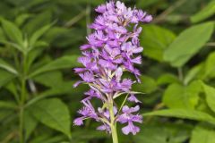 Greater Purple-fringed Orchid, Platanthera grandiflora