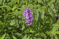 Greater Purple-fringed Orchid, Platanthera grandiflora