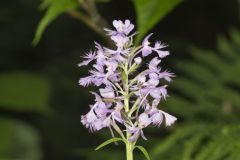 Greater Purple-fringed Orchid, Platanthera grandiflora