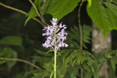 Greater Purple-fringed Orchid, Platanthera grandiflora