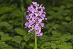 Greater Purple-fringed Orchid, Platanthera grandiflora