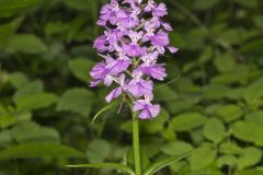 Greater Purple-fringed Orchid, Platanthera grandiflora