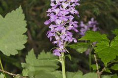 Greater Purple-fringed Orchid, Platanthera grandiflora