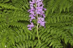 Greater Purple-fringed Orchid, Platanthera grandiflora