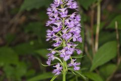 Greater Purple-fringed Orchid, Platanthera grandiflora