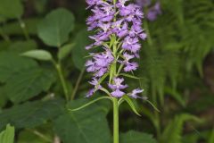 Greater Purple-fringed Orchid, Platanthera grandiflora