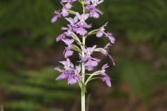 Greater Purple-fringed Orchid, Platanthera grandiflora