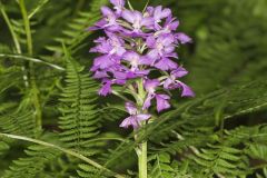 Greater Purple-fringed Orchid, Platanthera grandiflora