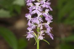 Greater Purple-fringed Orchid, Platanthera grandiflora