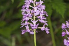 Greater Purple-fringed Orchid, Platanthera grandiflora