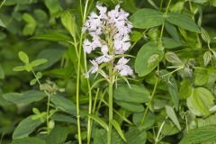 Greater Purple-fringed Orchid, Platanthera grandiflora