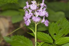 Greater Purple-fringed Orchid, Platanthera grandiflora