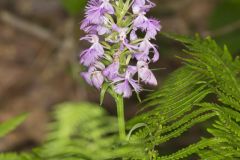 Greater Purple-fringed Orchid, Platanthera grandiflora