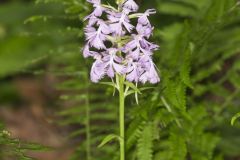 Greater Purple-fringed Orchid, Platanthera grandiflora