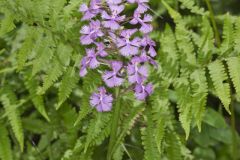 Greater Purple-fringed Orchid, Platanthera grandiflora