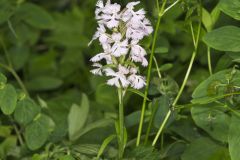 Greater Purple-fringed Orchid, Platanthera grandiflora