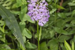 Greater Purple-fringed Orchid, Platanthera grandiflora